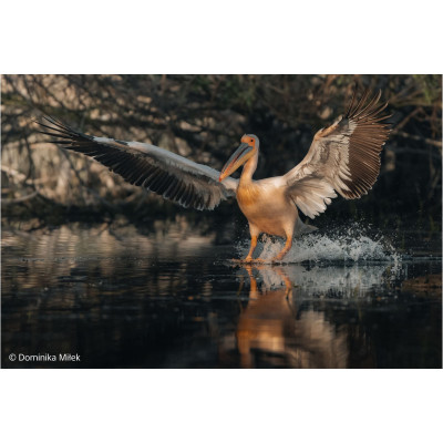 Avatar Shop|Sony FE 100-400mm F4.5 GM OSS Obiectiv Zoom, Montura Sony E, Diafragma f/4.5, Stabilizare OSS, 1840g|Sony