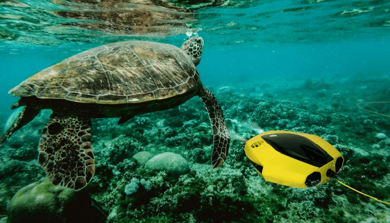 chasing dory sub apa lumini led