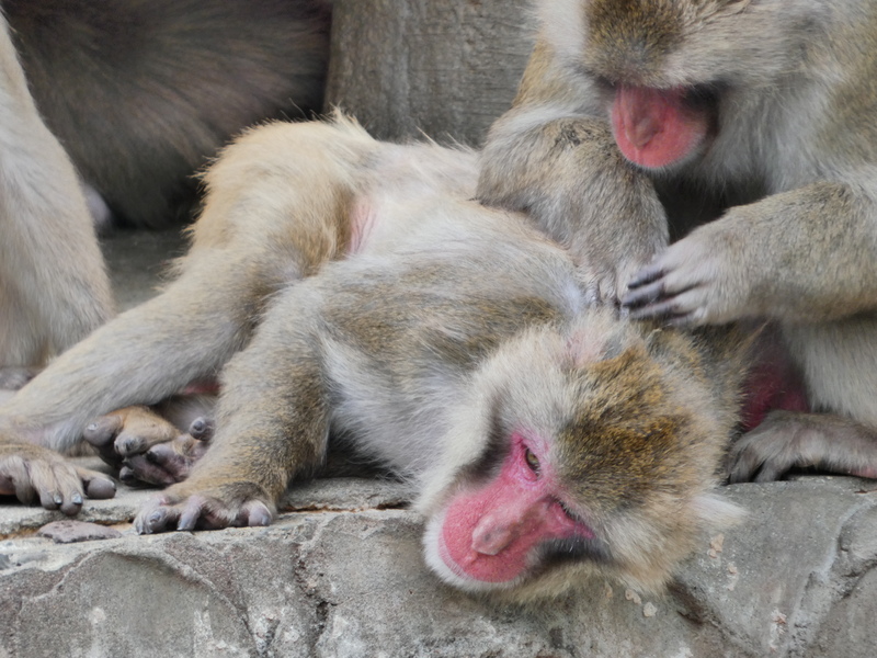 vizor oled ecran tactil inregistrare 4k panasonic lumix fz82d bridge