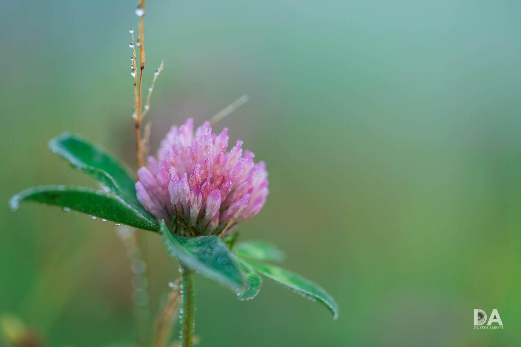 fotografie macro insecta cu sony 90mm f2.8