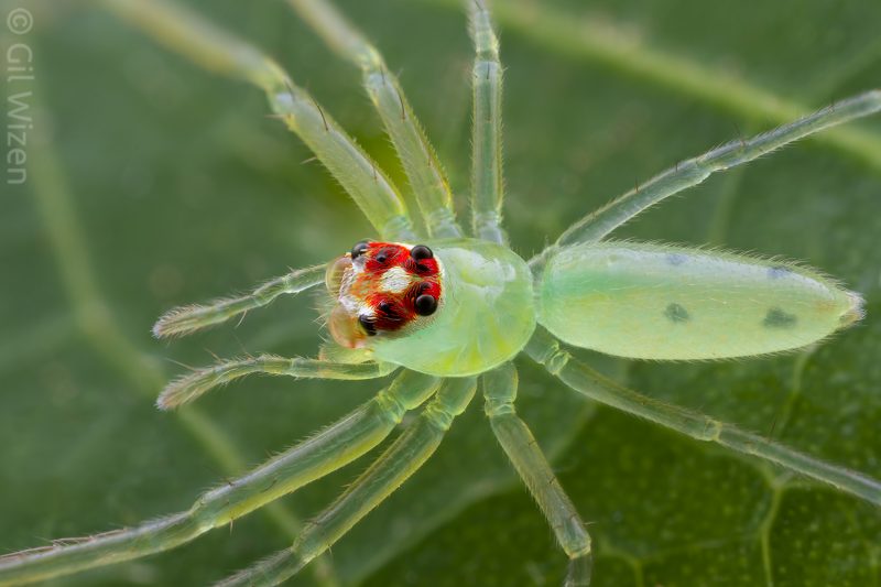 Laowa 25mm f/2.8 2.5-5X Ultra Macro Lens, Montura L, Marire 2.5x-5x, Focalizare Manuala, Constructie Metalica