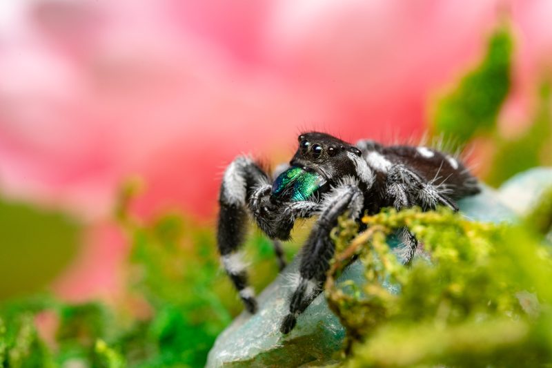 Laowa 85mm f/5.6 2X Ultra Macro APO, Obiectiv Macro, Montura L, Marire 2:1, Focalizare Manuala