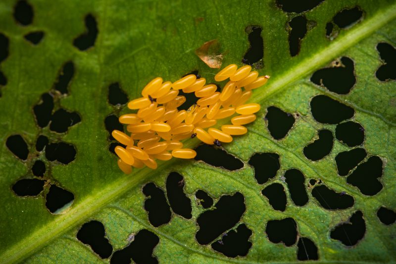 Laowa 90mm f/2.8 2X Ultra Macro APO, Obiectiv Macro, Montura Nikon Z, Marire 2X, Diafragma f/2.8-f/22, Focalizare Interna