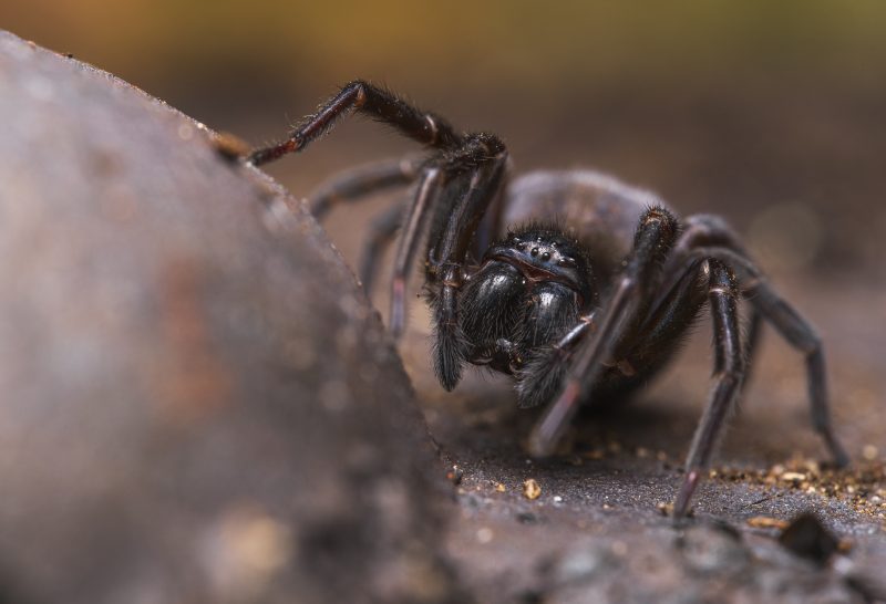 Laowa 90mm f/2.8 2X Ultra Macro APO, Obiectiv Macro, Montura Nikon Z, Marire 2X, Diafragma f/2.8-f/22, Focalizare Interna