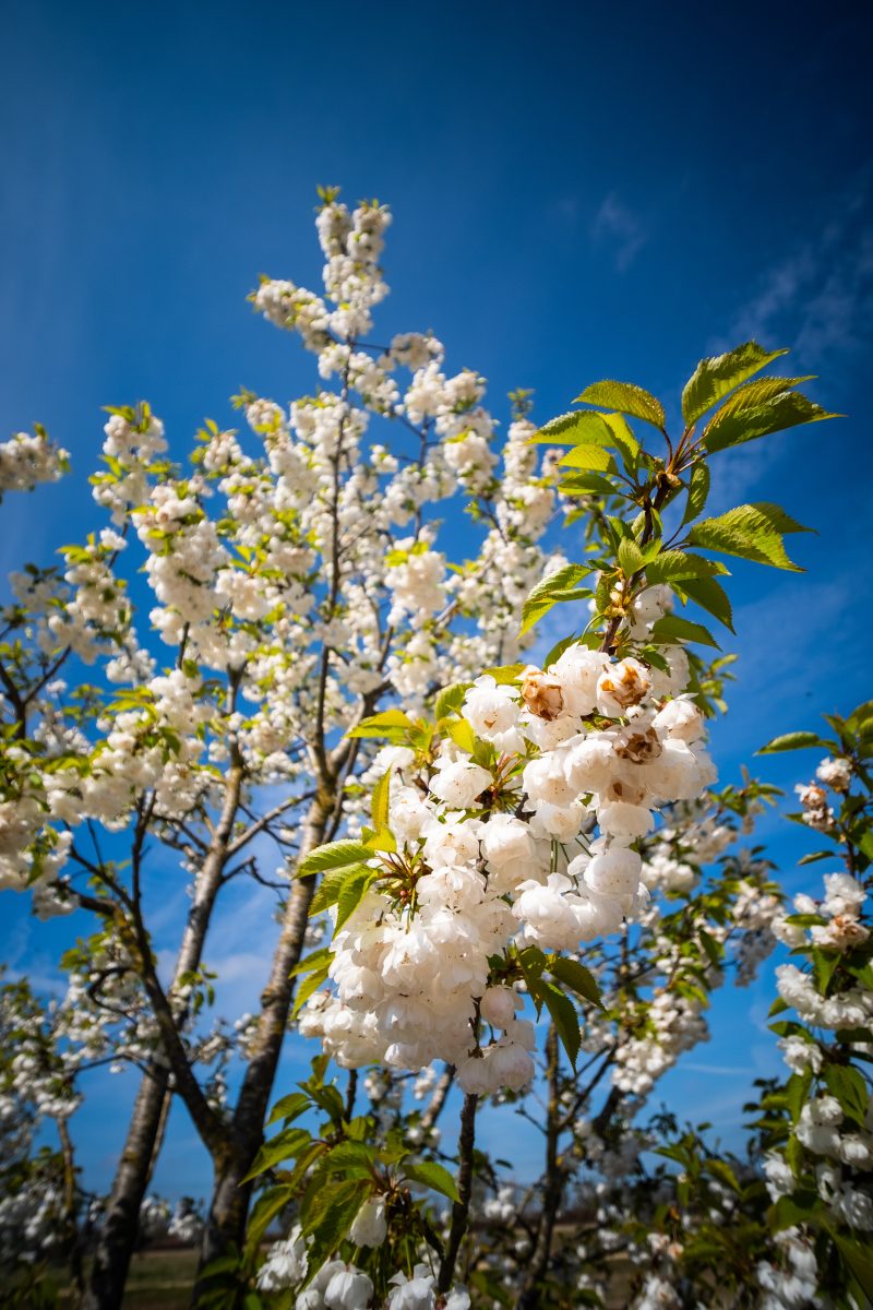 Laowa 10mm f/4 Cookie, Obiectiv Ultra-Wide, Montura Sony E, Diafragma Fixa f/4, Design Pancake, 130g
