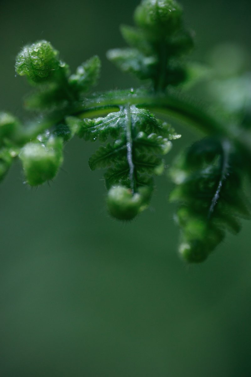 Laowa 58mm f/2.8 2X Ultra Macro APO, Obiectiv Macro, Montura Canon RF, Marire 2:1, Focalizare Interna, Diafragma f/2.8-f/22