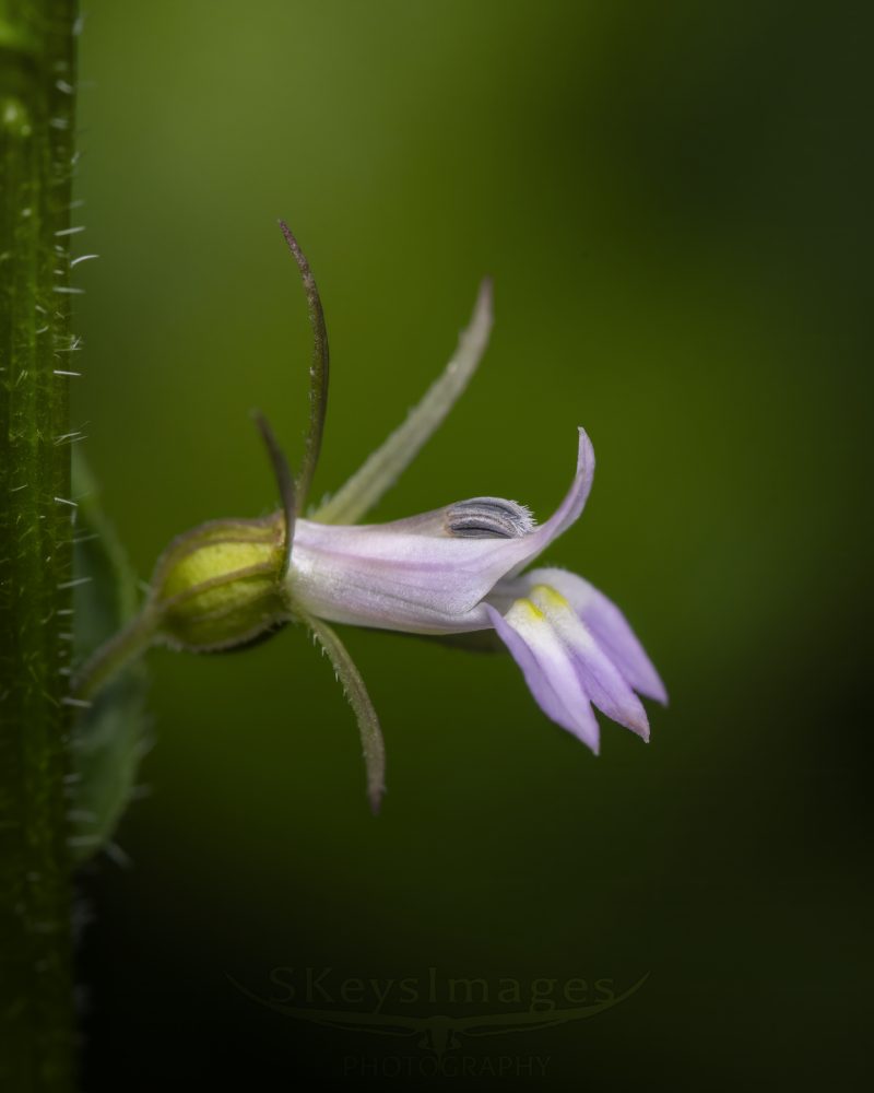 Laowa 180mm f/4.5 1.5x Ultra Macro APO, Montura L, Focalizare Manuala, Marire 1.5x, Diafragma f/4.5, Filtru 62mm