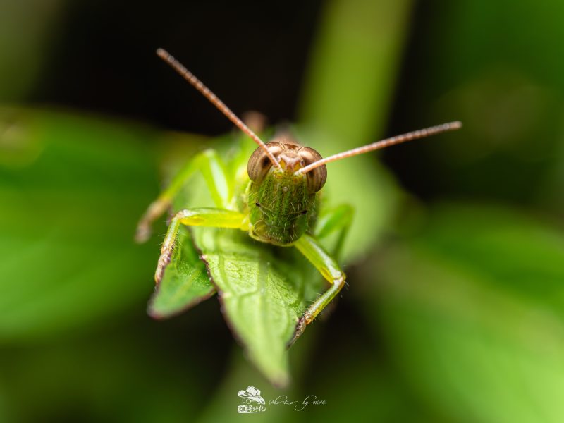 Laowa 90mm f/2.8 2X Ultra Macro APO, Montura MFT, Diafragma f/2.8, Marire 2:1, Obiectiv Apocromatic