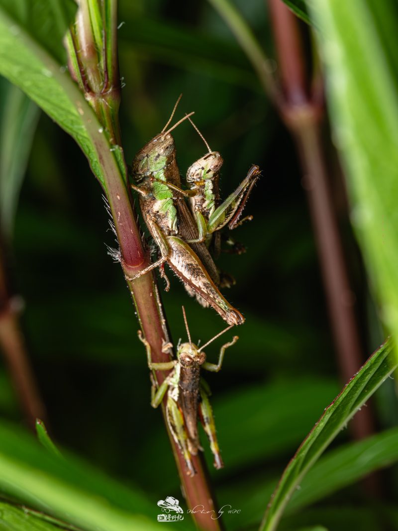 Laowa 90mm f/2.8 2X Ultra Macro APO, Montura MFT, Diafragma f/2.8, Marire 2:1, Obiectiv Apocromatic