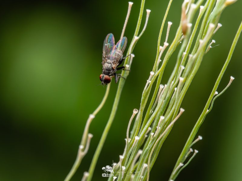 Laowa 90mm f/2.8 2X Ultra Macro APO, Montura MFT, Diafragma f/2.8, Marire 2:1, Obiectiv Apocromatic