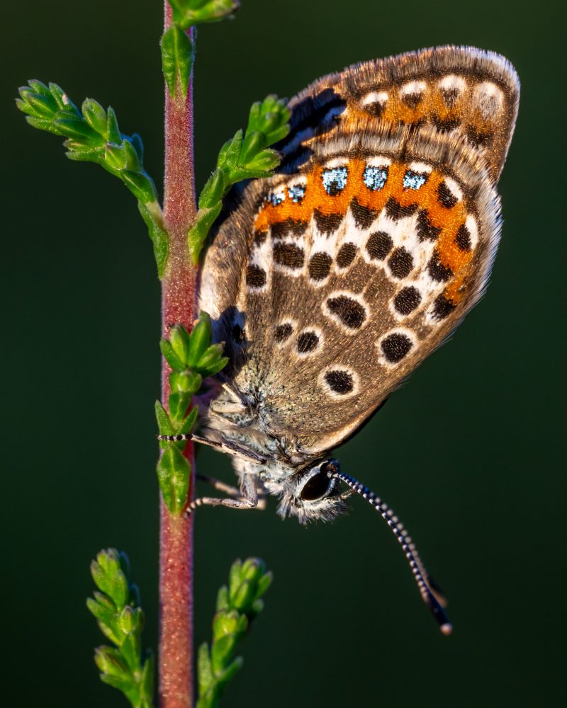 Laowa Aksen 45mm f/2.8 1-5X Ultra Macro APO, Montura Canon EF, Zoom Parfocal, Focalizare Manuala