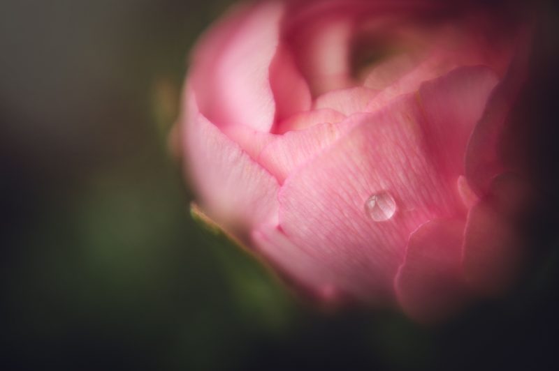 Lensbaby Spark 2.0, Obiectiv Montura Sony E