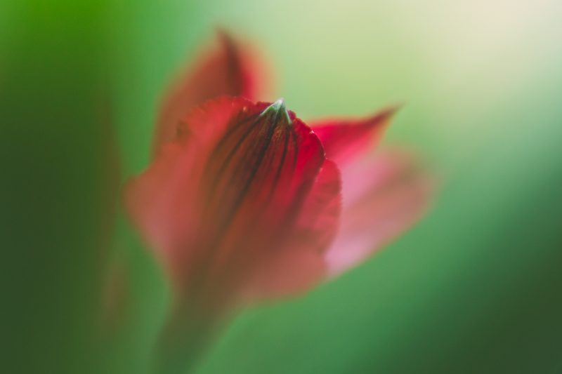 Lensbaby Spark 2.0 for Fuji X, Obiectiv Creativ, Montura Fujifilm X