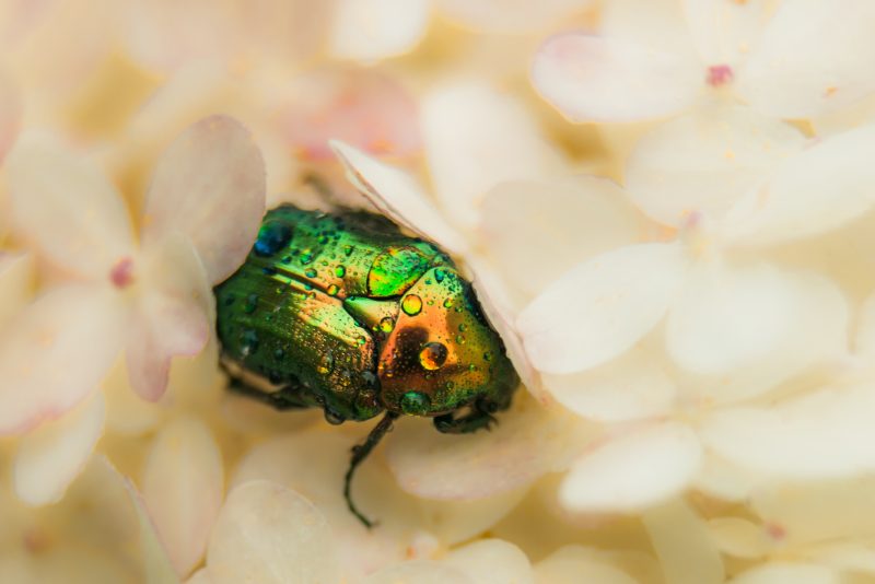 Lensbaby Edge 80 Optic