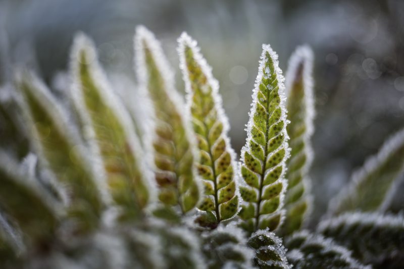 Lensbaby Macro Converters, Set Convertoare pentru Fotografie Macro