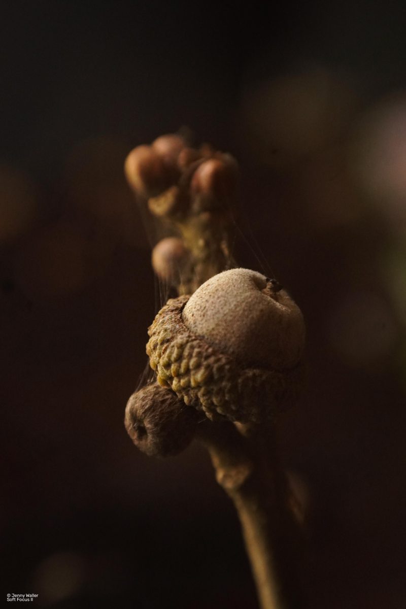 Lensbaby Fixed Body cu Optica Soft Focus II 50, Montura Nikon F, Obiectiv Fix, Efect Soft Focus
