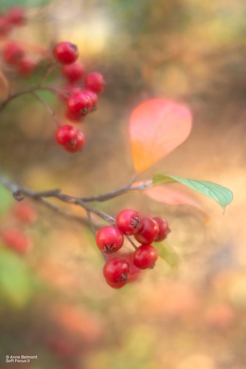 Lensbaby Composer Pro II cu Optic Soft Focus II, Montura Micro 4/3, Sistem Obiectiv Creativ
