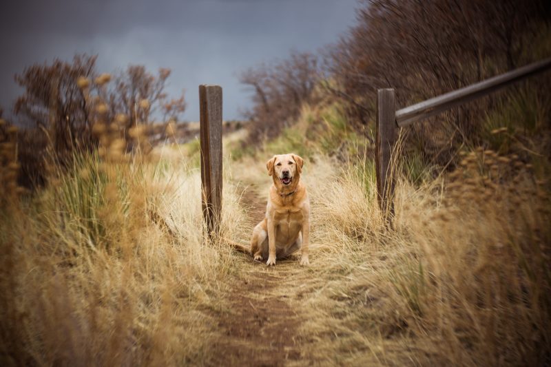Lensbaby Composer Pro II, Optic Twist 60, Filtru ND, Montura Nikon Z
